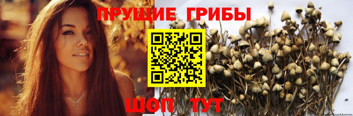 Псилоцибиновые грибы прущие грибы Вичуга